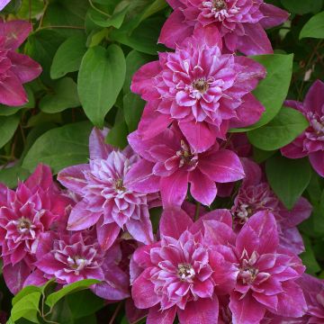 Clematis My Darling - Clematide