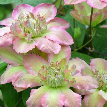 Clematis Pistachio Cake - Clematide