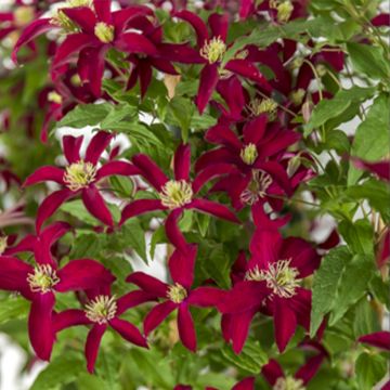 Clematis viticella Glorious Red - Clematide