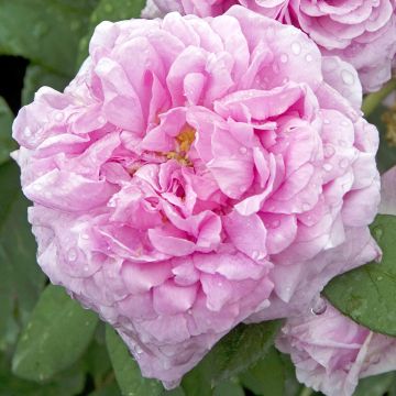 Rosa antica Comte de Chambord