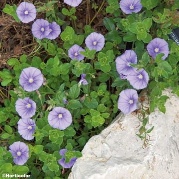 Convolvulus sabatius - Convolvolo