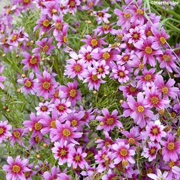 Coreopsis Nana