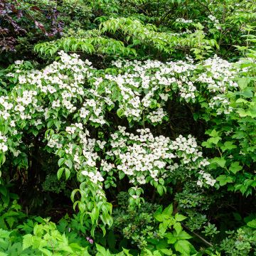 Cornus kousa Weaver's Weeping - Corniolo giapponese