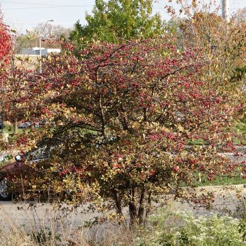 Crataegus crus-galli - Biancospino piè di gallo