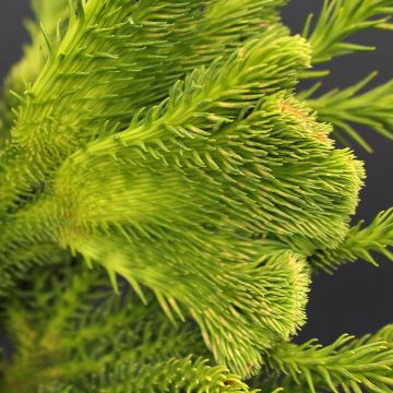 Cryptomeria japonica Tomahawk - Cedro del Giappone