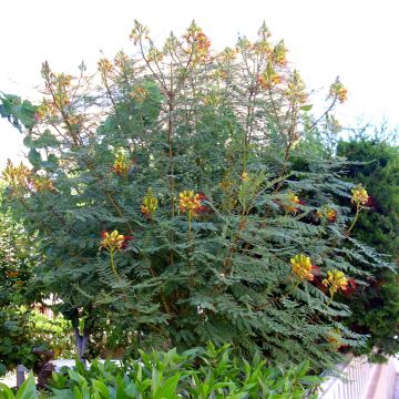 Caesalpinia gilliesii - Poinciana