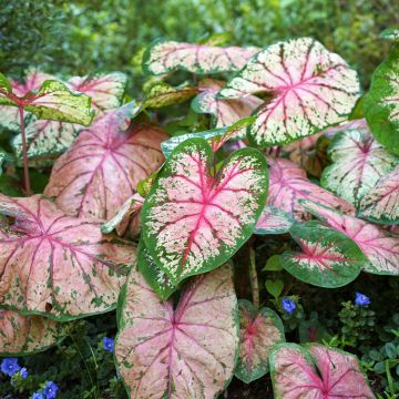 Caladium Cherry Blossom - Caladio