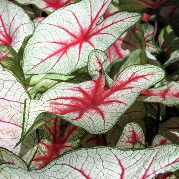 Caladium Fiesta - Caladio