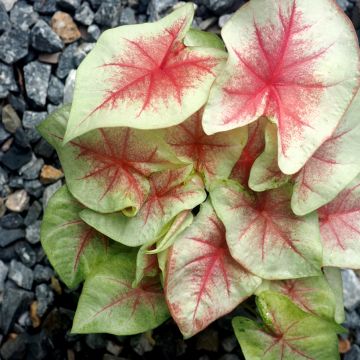 Caladium Mint Julep - Caladio