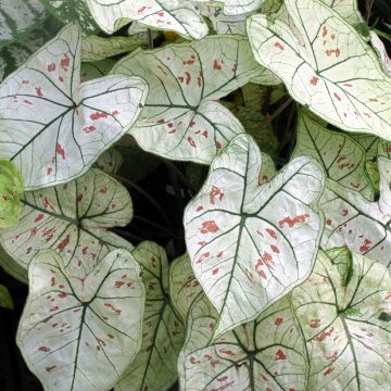 Caladium Strawberry Star - Caladio