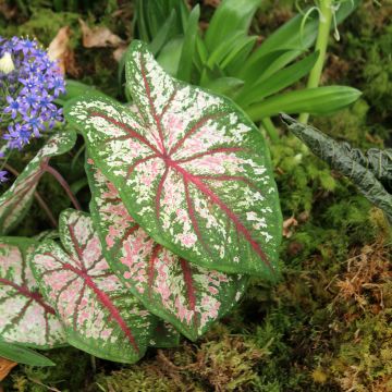 Caladium Tapestry - Caladio