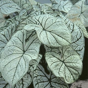 Caladium White Christmas - Caladio