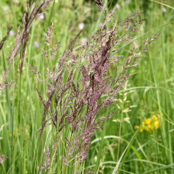 Calamagrostis acutiflora Overdam