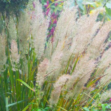 Calamagrostis brachytricha