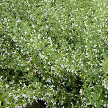 Calamintha nepeta Weisser Riese - Mentuccia comune