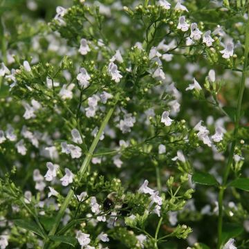 Calamintha nepeta White Cloud - Mentuccia comune