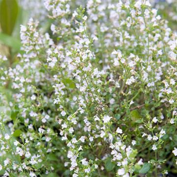 Calamintha sylvatica Menta - Mentuccia maggiore