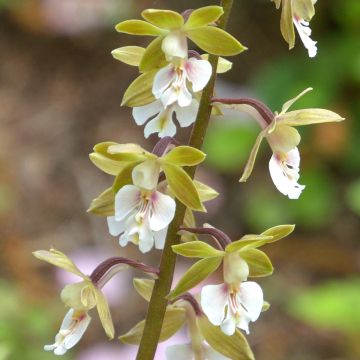 Calanthe Olive Green