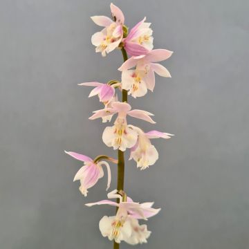 Calanthe Pink & Cream