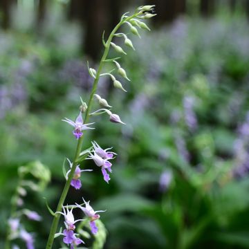 Calanthe reflexa