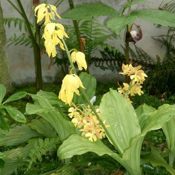 Calanthe sieboldii