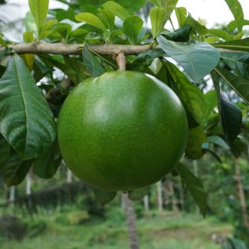 Lagenaria siceraria - Zucca bottiglia