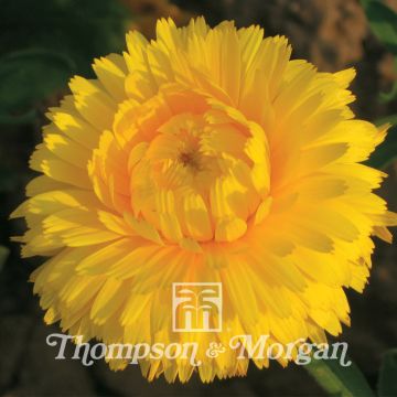 Calendula officinalis Chrysantha - Calendola