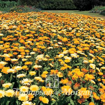 Calendula officinalis Nana Citrus Cocktail - Calendola