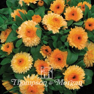 Calendula officinalis Nana Apricot Twist - Calendola