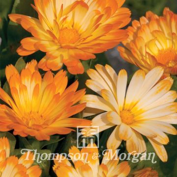 Calendula officinalis Nana Oopsy Daisy - Calendola