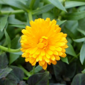 Calendula Powerdaisy Tango - Fiorrancio