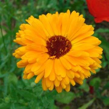 Calendula officinalis