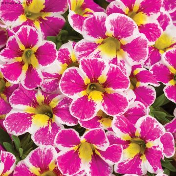 Calibrachoa Superbells Holy Cow - Petunia nana