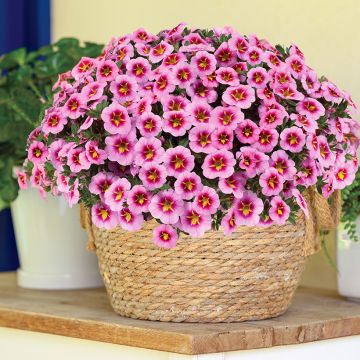 Calibrachoa Lia Spark Pink - Petunia nana