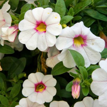 Calibrachoa Noa Almond Blossom - Petunia nana