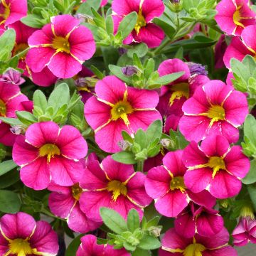 Calibrachoa Superbells Cherry Star - Petunia nana