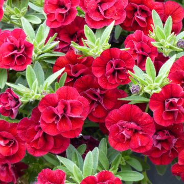 Calibrachoa Superbells Double Ruby - Petunia nana