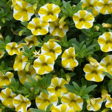 Calibrachoa Superbells Lemon Slice - Petunia nana