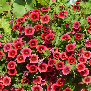 Calibrachoa Superbells Pomegranate Punch - Petunia nana