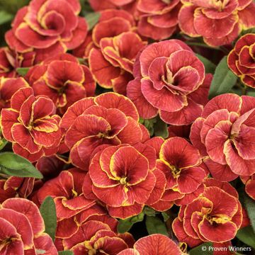 Calibrachoa Superbells Double Redstone - Petunia nana