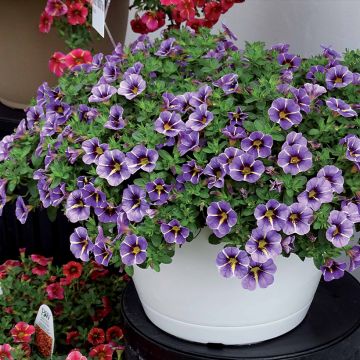 Calibrachoa Superbells Evening Star - Petunia nana