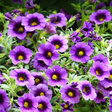 Calibrachoa Superbells Grape Punch - Petunia nana