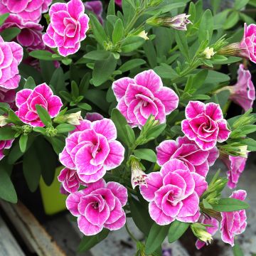 Calibrachoa Superbells Sweet Love - Petunia nana