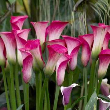 Zantedeschia Denver - Calla