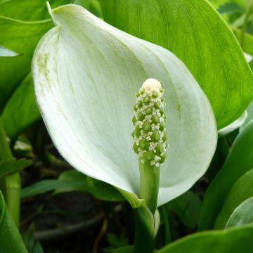 Calla palustris - Calla di palude