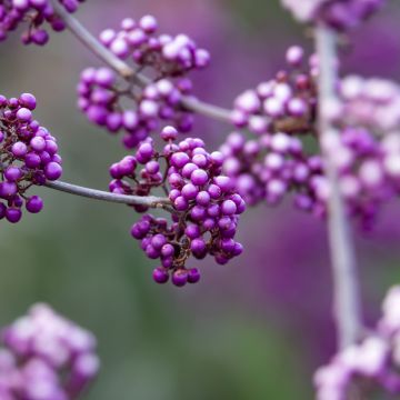 Callicarpa bodinieri Liebespaar