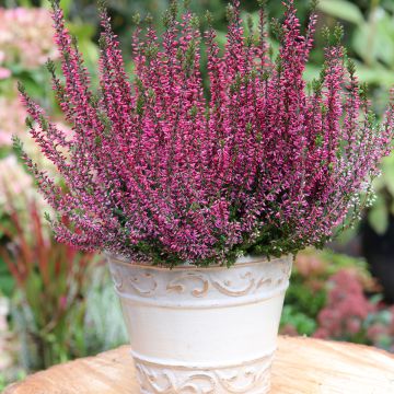 Calluna vulgaris Garden Girls Amethyst - Brugo