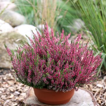 Calluna vulgaris Garden Girls Athene - Brugo