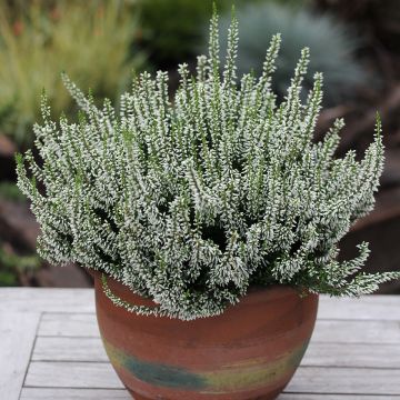 Calluna vulgaris Garden Girls Madonna - Brugo