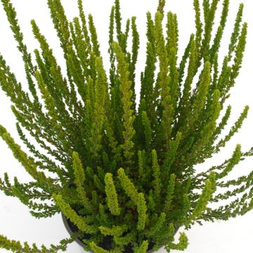 Calluna vulgaris Garden Girls Zelia - Brugo